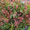 Plantes Avenue - Jasmin starry® night 'mormin1201'/[-]pot de 1,5l - tuteur bambou 30/60 cm Sale