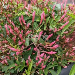 Plantes Avenue - Jasmin starry® night 'mormin1201'/[-]pot de 1,5l - tuteur bambou 30/60 cm Sale