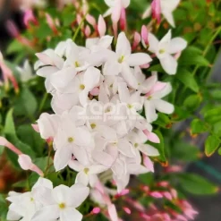 Plantes Avenue - Jasmin starry® night 'mormin1201'/[-]pot de 1,5l - tuteur bambou 30/60 cm Sale