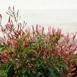 Plantes Avenue - Jasmin starry® night 'mormin1201'/[-]pot de 1,5l - tuteur bambou 30/60 cm Sale