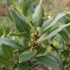 Plantes Avenue - Laurier-sauce/[-]pot de 7,5l - 60/80 cm Hot