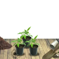 Plantes Avenue - Laurier-sauce/[-]pot de 7,5l - 60/80 cm Hot