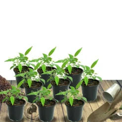 Plantes Avenue - Laurier-sauce/[-]pot de 7,5l - 60/80 cm Hot