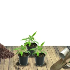 Plantes Avenue - Laurier-sauce/[-]pot de 7,5l - 60/80 cm Hot