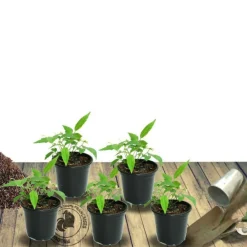 Plantes Avenue - Laurier-sauce/[-]pot de 7,5l - 60/80 cm Hot