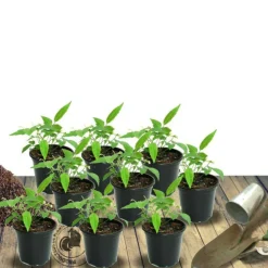 Plantes Avenue - Laurier-sauce/[-]pot de 7,5l - 60/80 cm Hot