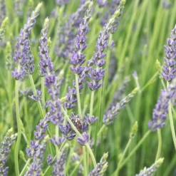 Plantes Avenue Plantes Méditerranéennes | - Lavande dutch lavander/[-]pot de 2,5l - 20/30 cm