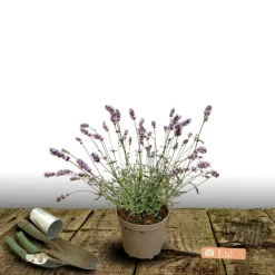 Plantes Avenue - Lavande edelweiss/[-]pot de 3l - 20/40 cm Outlet