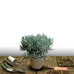Plantes Avenue - Lavande edelweiss/[-]pot de 3l - 20/40 cm Outlet