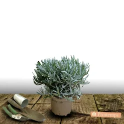 Plantes Avenue - Lavande edelweiss/[-]pot de 3l - 20/40 cm Outlet