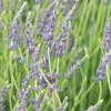 Plantes Avenue - Lavandin grosso/[-]pot de 3l - 20/40 cm Online