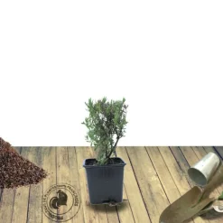 Plantes Avenue - Lavandin grosso/[-]pot de 3l - 20/40 cm Online