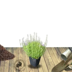 Plantes Avenue - Lavandin grosso/[-]pot de 3l - 20/40 cm Online