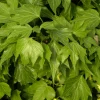 Plantes Avenue - Lierre des bois ivalace/[-]pot de 1,5l - tuteur bambou 30/60 cm Sale