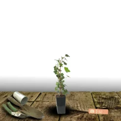 Plantes Avenue - Lierre des bois ivalace/[-]pot de 1,5l - tuteur bambou 30/60 cm Sale