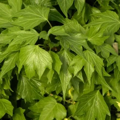 Plantes Avenue - Lierre des bois ivalace/[-]pot de 1,5l - tuteur bambou 30/60 cm Sale