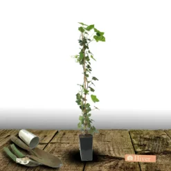 Plantes Avenue Plantes Grimpantes | - Lierre des colchide/[-]pot de 2l - tuteur bambou 60/90 cm