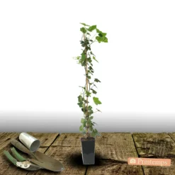 Plantes Avenue Plantes Grimpantes | - Lierre des colchide/[-]pot de 2l - tuteur bambou 60/90 cm