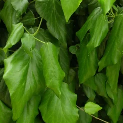 Plantes Avenue Plantes Grimpantes | - Lierre des colchide/[-]pot de 2l - tuteur bambou 60/90 cm