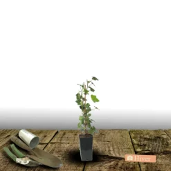 Plantes Avenue - Lierre à patte d'oie sagittifolia/[-]pot de 1,5l - tuteur bambou 30/60 cm Clearance