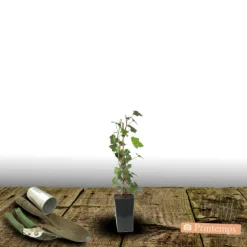 Plantes Avenue - Lierre à patte d'oie sagittifolia/[-]pot de 1,5l - tuteur bambou 30/60 cm Clearance