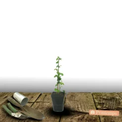 Plantes Avenue Fruitiers Et Agrumes | - Mûre thornfree/[-]pot de 1,5l - tuteur bambou 30/60 cm