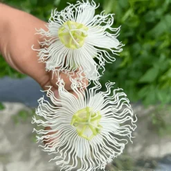 Plantes Avenue Plantes Grimpantes | - Passiflore à fruits cooltropics® snowstar®/[-]godet - 5/20 cm