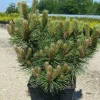 Plantes Avenue Conifères | - Pin noir d'autriche nain/[-]pot de 5l - 40/60 cm