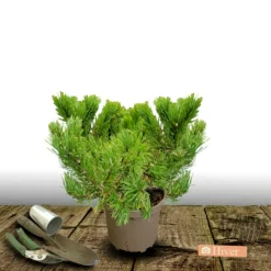 Plantes Avenue Conifères | - Pin noir d'autriche nain/[-]pot de 5l - 40/60 cm