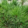 Plantes Avenue - Pin rouge du japon alice verkade/[-]pot de 5l - 40/60 cm Online