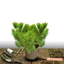Plantes Avenue - Pin rouge du japon alice verkade/[-]pot de 5l - 40/60 cm Online