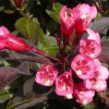 Plantes Avenue Arbres Et Arbustes | - Weigela florida nana purpurea/[-]pot de 1,5l - 10/20 cm
