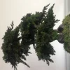 Plantestabilisée.com Bonsaïs | PLANTESTABILISÉE.COM - Bonsaï procumbens naturel stabilisé - arbre stabilisé - plante d'intérieur - 50 cm