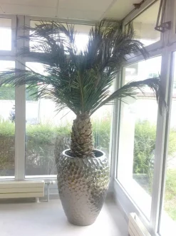 Plantestabilisée.com Palmiers D’Intérieur | PLANTESTABILISÉE.COM - Palmier naturel stabilisé phoenix agave - palmier stabilisé - palmier d'intérieur - 230 cm