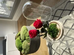 Plantestabilisée.com PLANTESTABILISÉE.COM - Roses rouges stabilisées sous cloche - roses stabilisées - décoration d'intérieur - 22 cm Sale