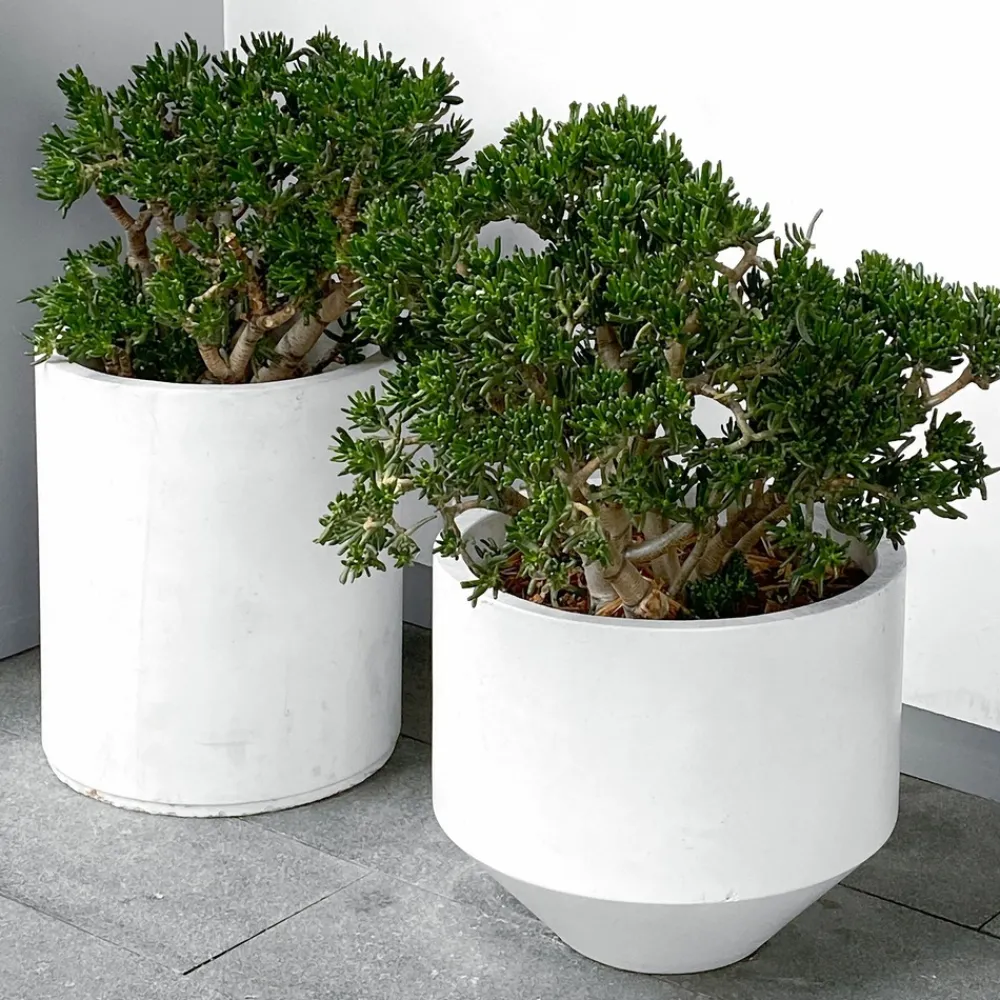 Plant In A Box - Arbre de jade - crassula ovata 'minor' - hauteur 30-35cm - ⌀17cm Sale