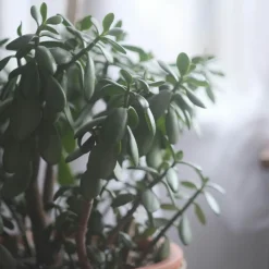 Plant In A Box - Arbre de jade - crassula ovata 'minor' - hauteur 30-35cm - ⌀17cm Sale