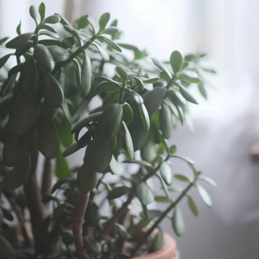 Plant In A Box - Arbre de jade - crassula ovata 'minor' - hauteur 30-35cm - ⌀17cm Sale