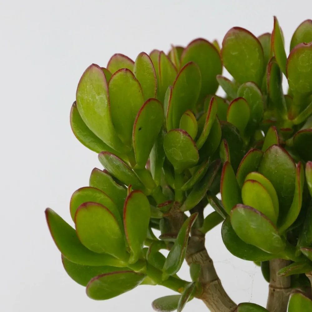 Plant In A Box - Arbre de jade - crassula ovata 'minor' - hauteur 30-35cm - ⌀17cm Sale