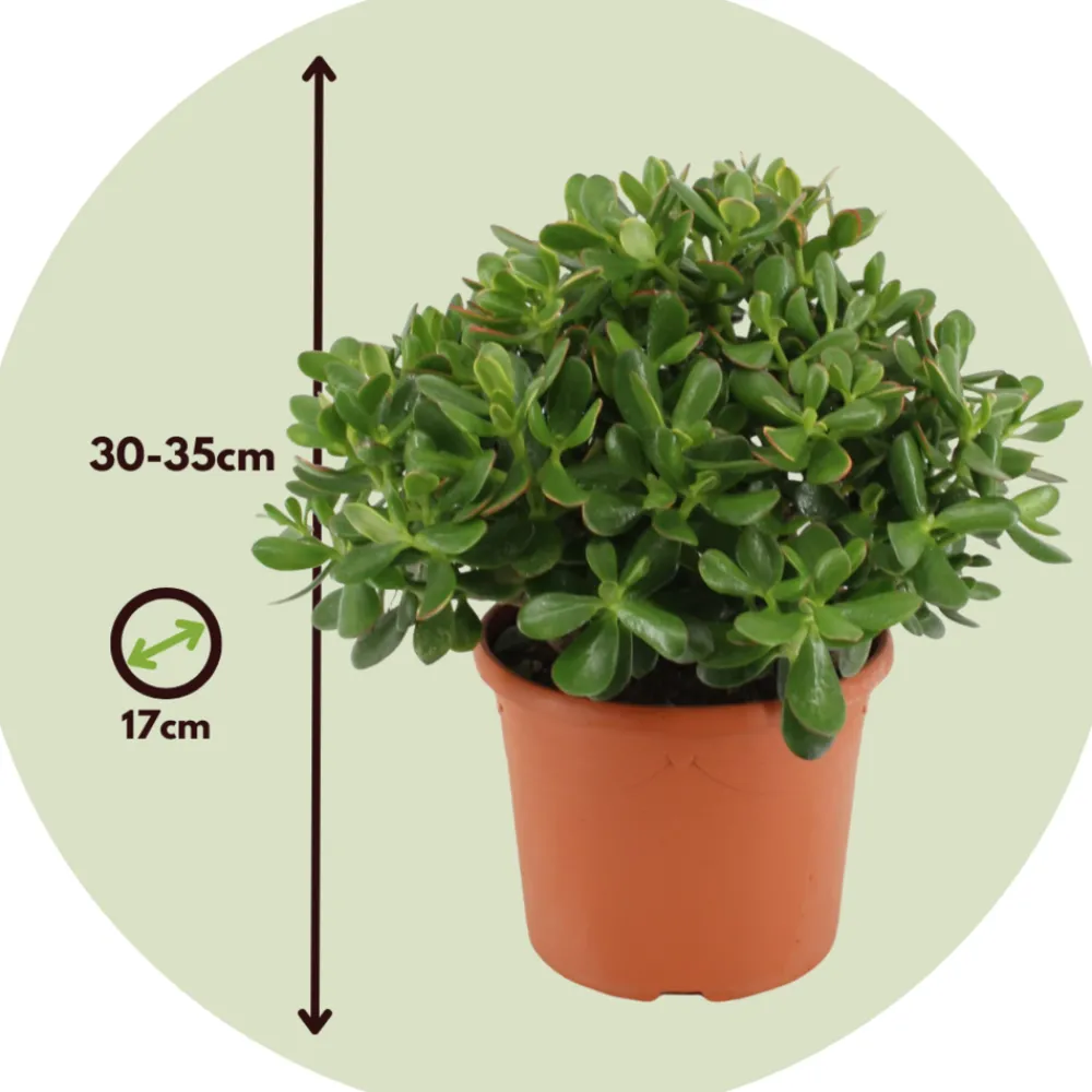 Plant In A Box - Arbre de jade - crassula ovata 'minor' - hauteur 30-35cm - ⌀17cm Sale