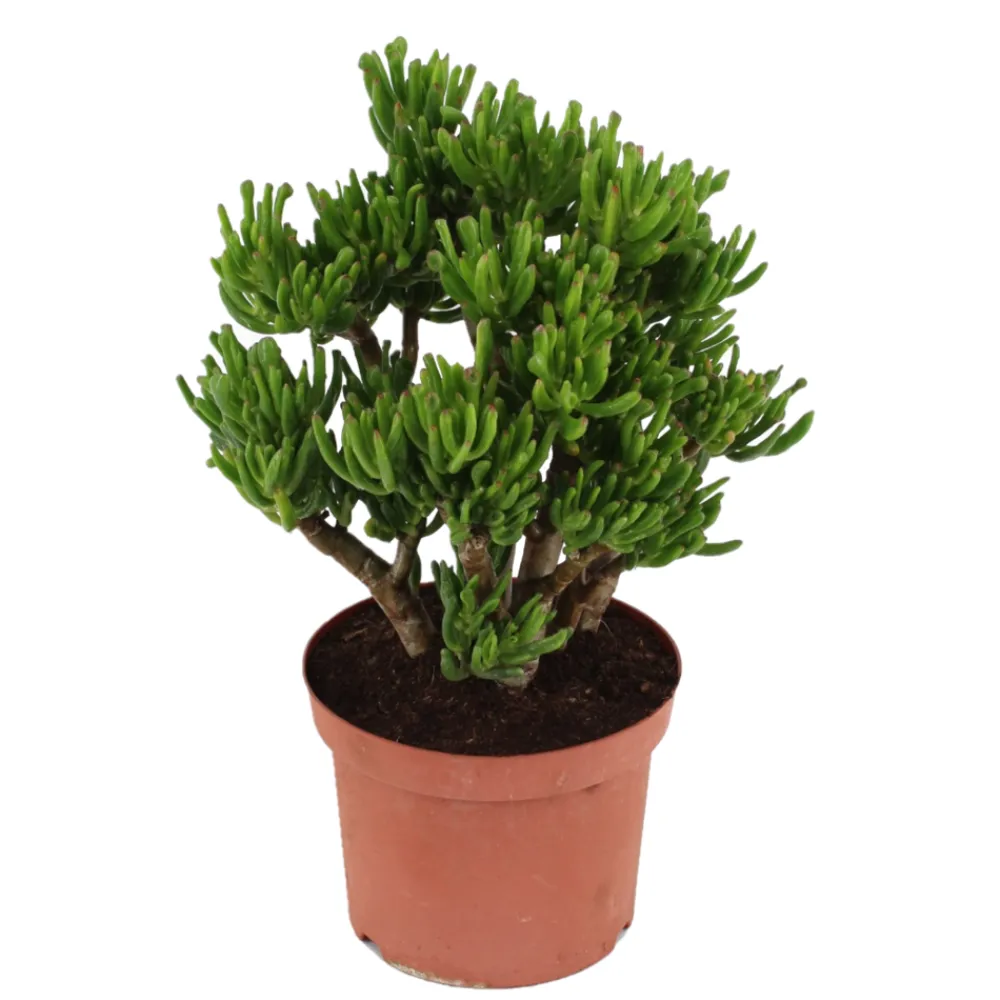 Plant In A Box Cactus Et Plantes Grasses | - Arbre de jade - crassula ovata 'hobbit' - hauteur 45-50cm - ⌀23cm