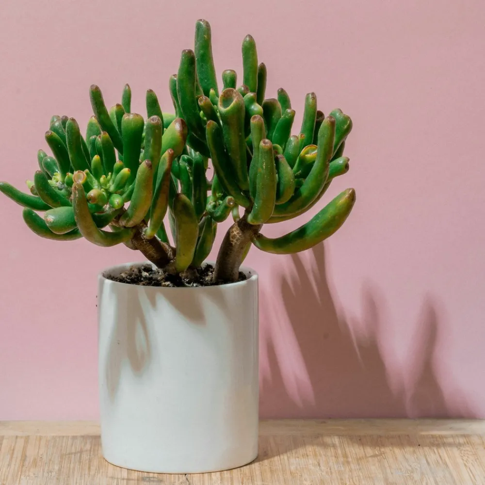 Plant In A Box Cactus Et Plantes Grasses | - Arbre de jade - crassula ovata 'hobbit' - hauteur 45-50cm - ⌀23cm