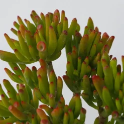 Plant In A Box Cactus Et Plantes Grasses | - Arbre de jade - crassula ovata 'hobbit' - hauteur 45-50cm - ⌀23cm