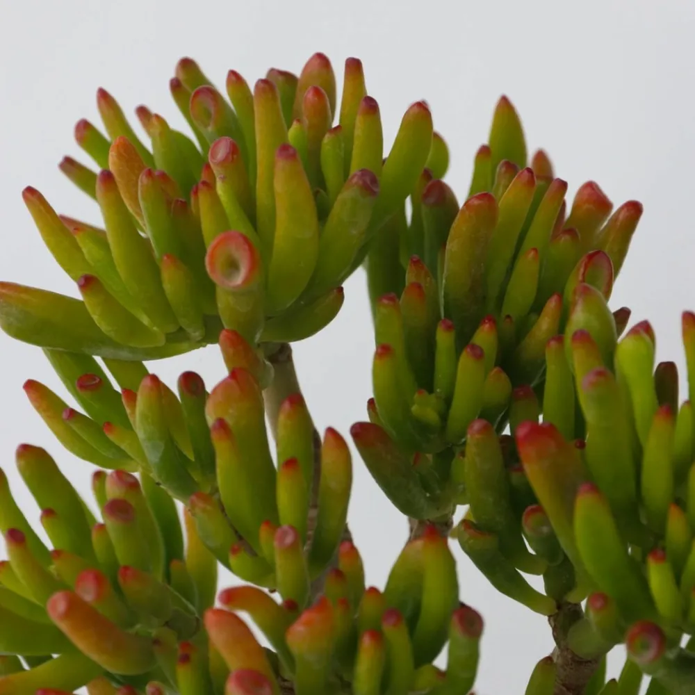 Plant In A Box Cactus Et Plantes Grasses | - Arbre de jade - crassula ovata 'hobbit' - hauteur 45-50cm - ⌀23cm
