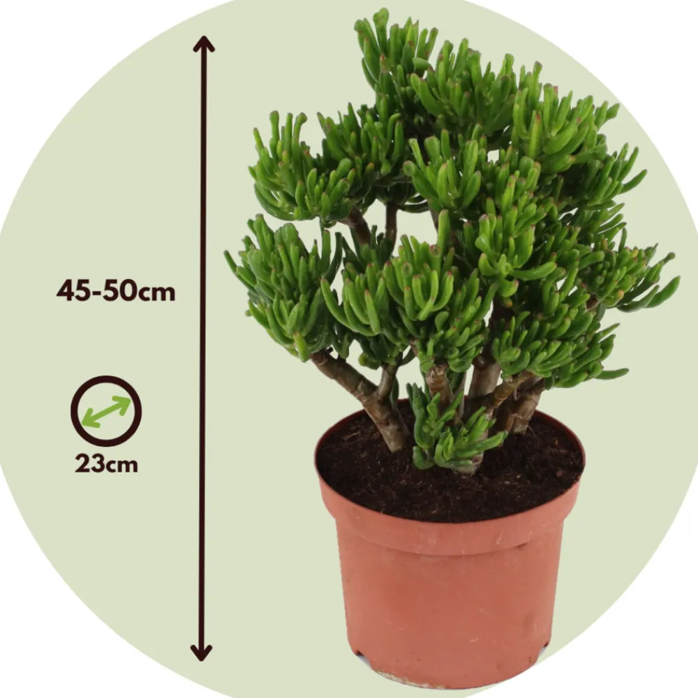 Plant In A Box Cactus Et Plantes Grasses | - Arbre de jade - crassula ovata 'hobbit' - hauteur 45-50cm - ⌀23cm