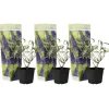 Plant In A Box Fleurs De Saison | - Arbre à papillons - set de 3 - buddleja davidii 'nanho blue' - h25-40cm - ⌀9cm