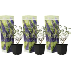 Plant In A Box Fleurs De Saison | - Arbre à papillons - set de 3 - buddleja davidii 'nanho blue' - h25-40cm - ⌀9cm