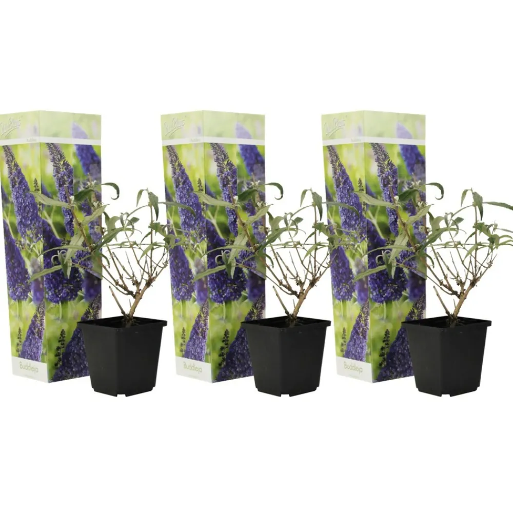 Plant In A Box Fleurs De Saison | - Arbre à papillons - set de 3 - buddleja davidii 'nanho blue' - h25-40cm - ⌀9cm