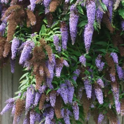 Plant In A Box Fleurs De Saison | - Arbre à papillons - set de 3 - buddleja davidii 'nanho blue' - h25-40cm - ⌀9cm
