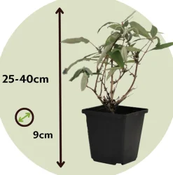 Plant In A Box Fleurs De Saison | - Arbre à papillons - set de 3 - buddleja davidii 'nanho blue' - h25-40cm - ⌀9cm